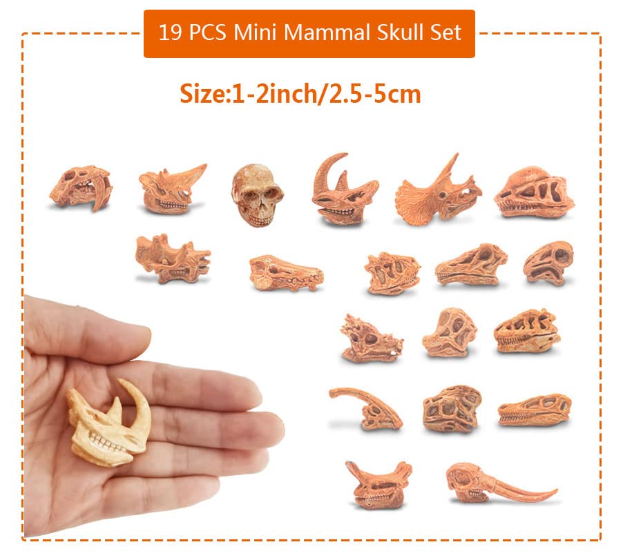 Amazon.com: 19 PCS Mini Mammal Skull Set Realistic Dinosaur Bones
